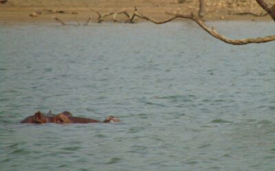 HIPPO IN THE BLACK VOLTA