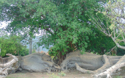 THE MYSTERIOUS LELEE TREE